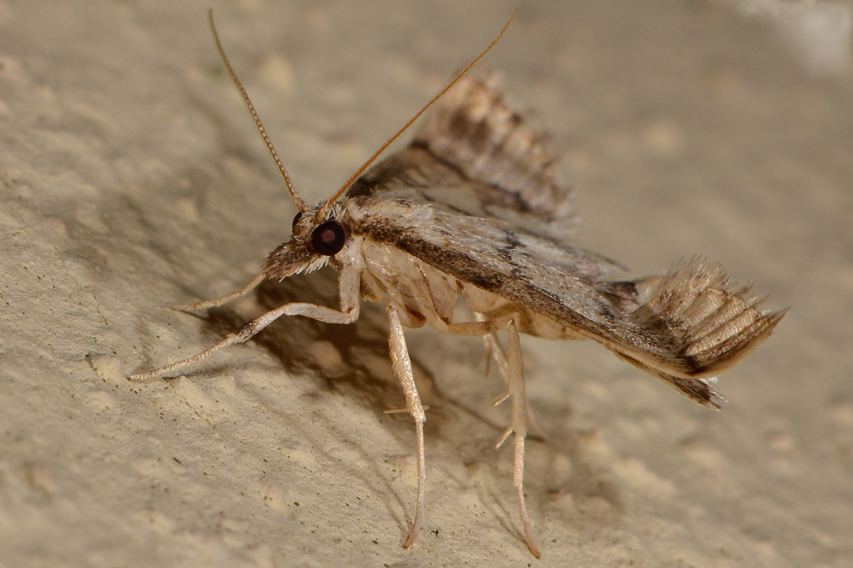 Geometridae con anomalia? No, Crambidae: Metasia ophialis